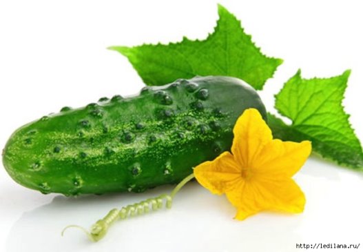 http://img0.liveinternet.ru/images/attach/d/1/130/248/130248464_3925311_Neobichnoe_primenenie_obichnogo_ogyrca.jpg